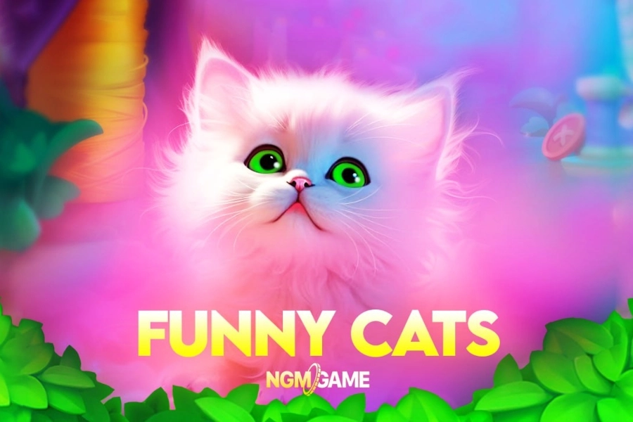 Funny Cats at Here2Win Casino